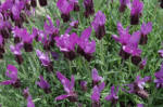 Lavandula stoechas - French Lavender